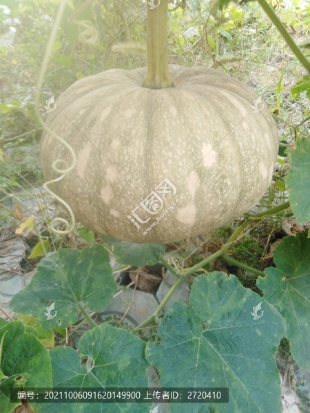 南瓜