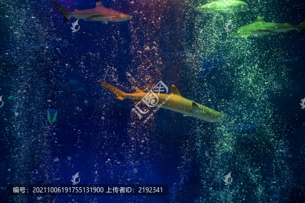 海底世界的鯊魚(yú)
