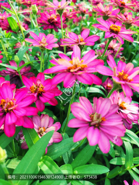 菊