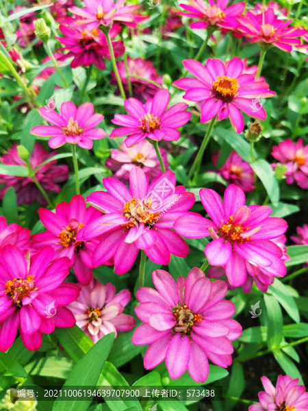 秋菊