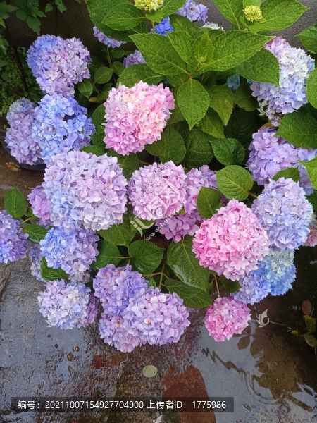 繡球花