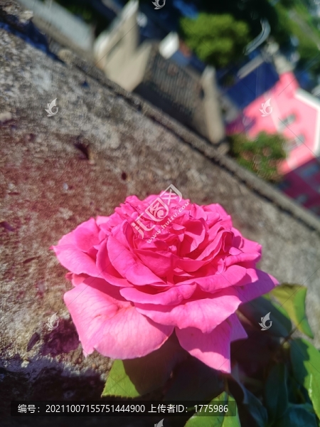 月季花大游行