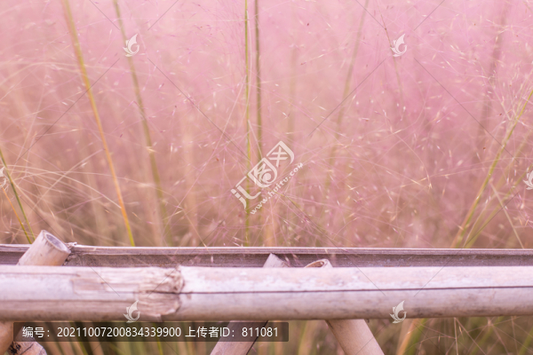 小粉黛亂子草