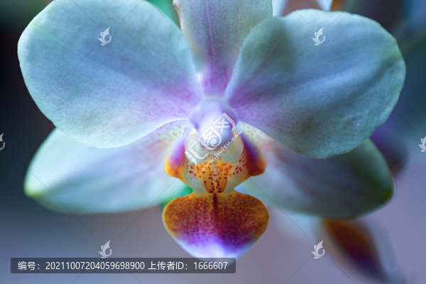 蝴蝶蘭