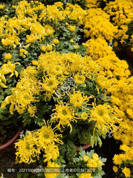 菊花