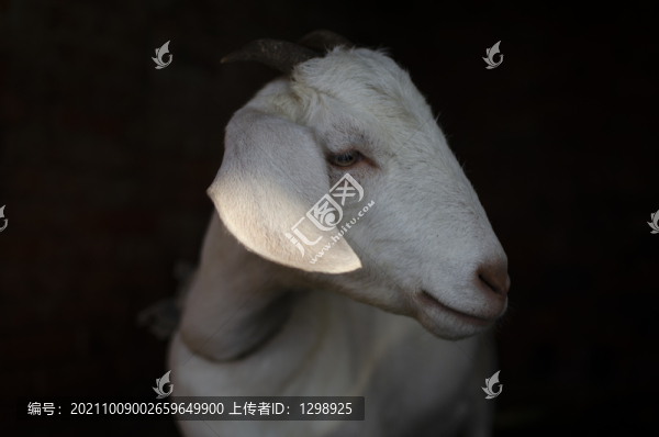 家養(yǎng)白羊