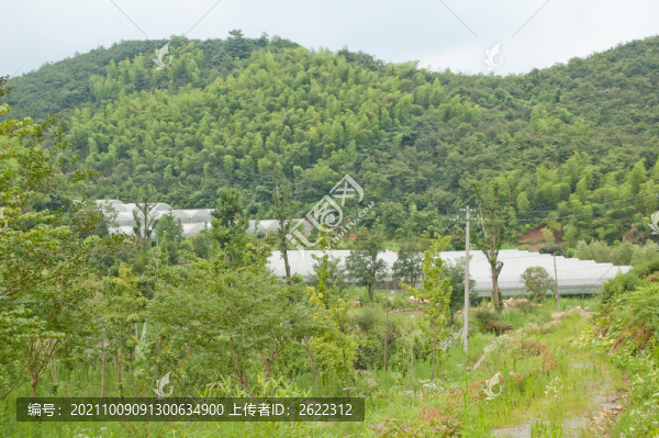 高山蔬菜大棚
