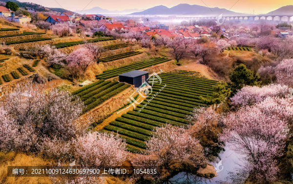 嶗山廟石村茶園