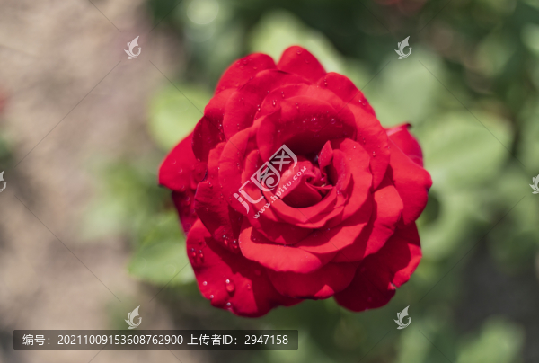 盛開(kāi)的玫瑰花