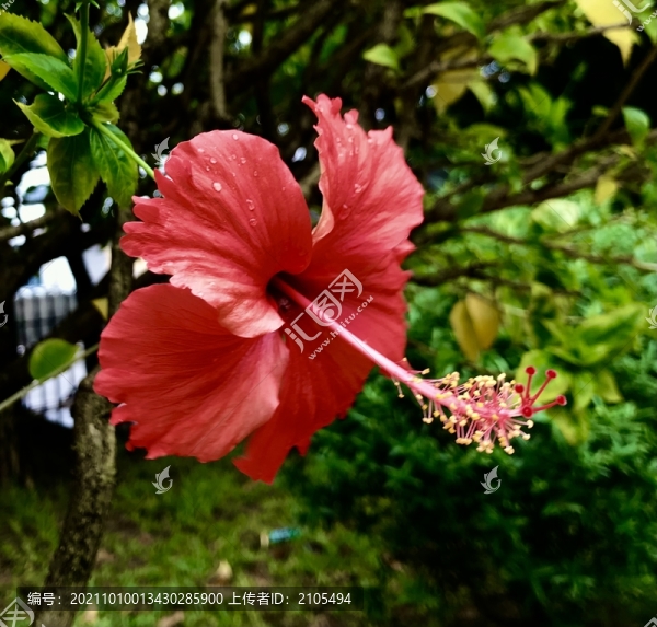 朱槿花