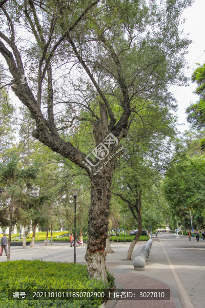 蘭州大學(xué)沙棗樹