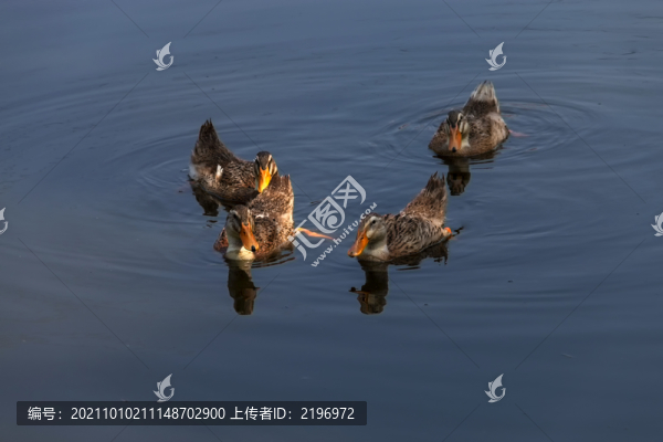 池塘中流動(dòng)的麻鴨