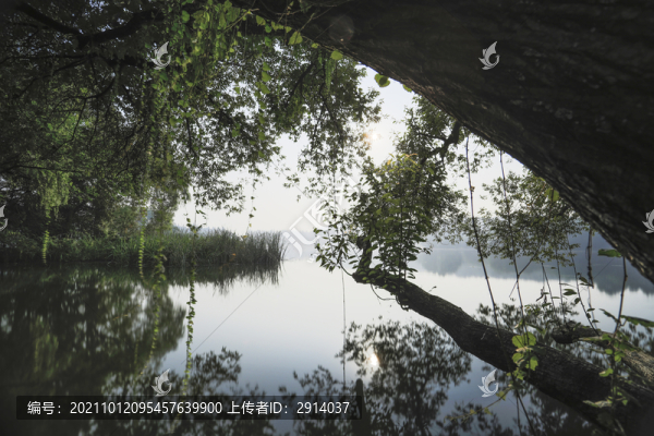 湖面水草樹木仙境