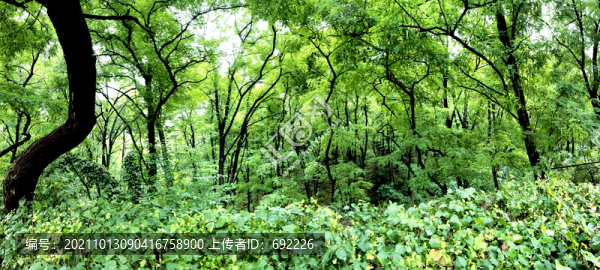 綠樹