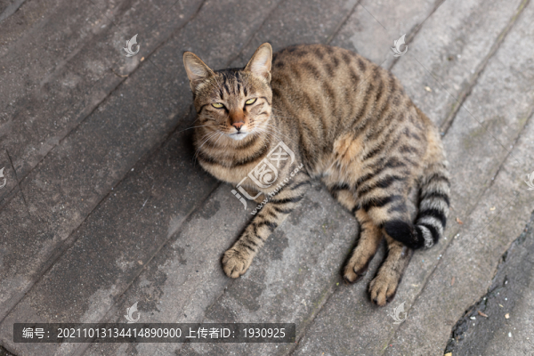 貍貓