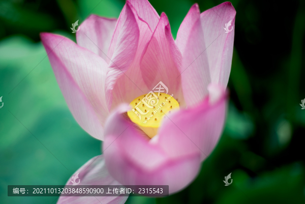 荷花美景
