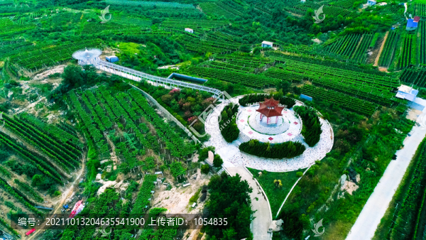 大澤山葡萄基地