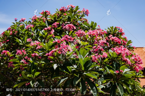 雞蛋花