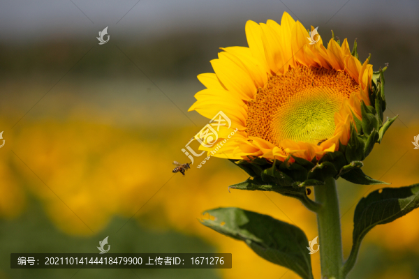 采蜜