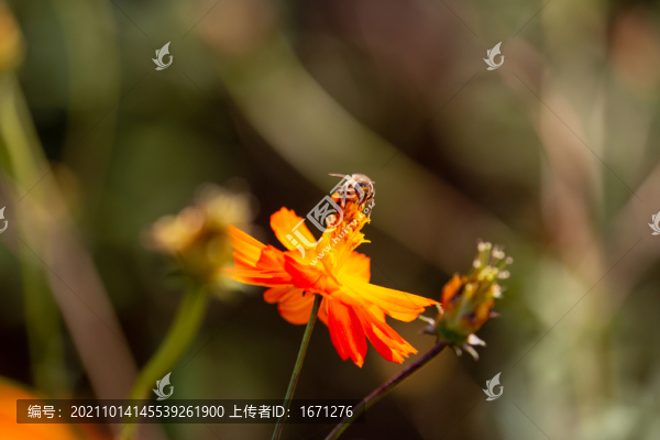 蜜蜂