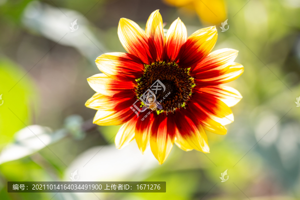 蜜蜂