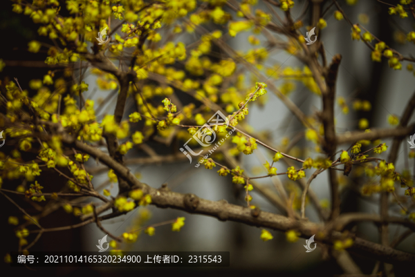 黃色臘梅