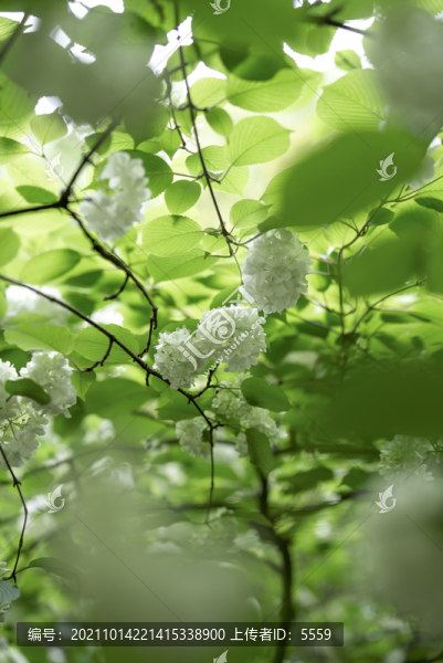 玉粉團(tuán)花