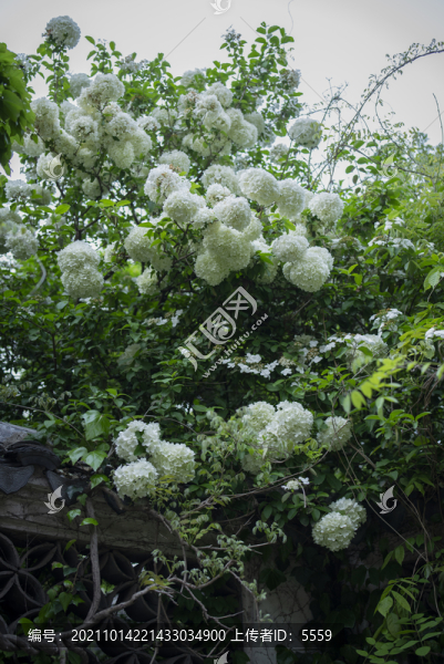 玉粉團(tuán)花