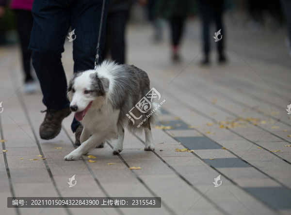 萌寵狗狗