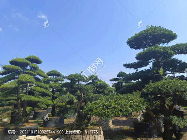 園藝造型苗木