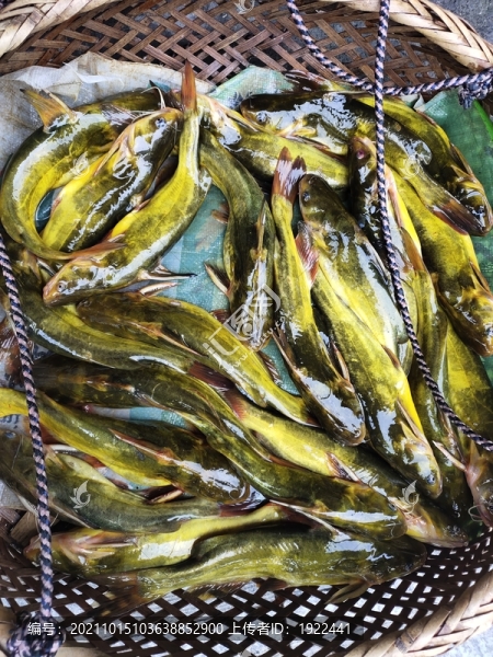 黃骨魚