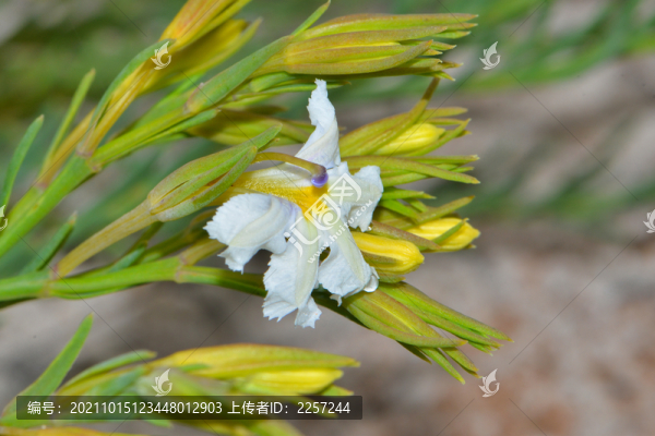 白花鳶尾