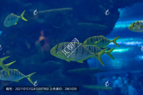 黃金鲹