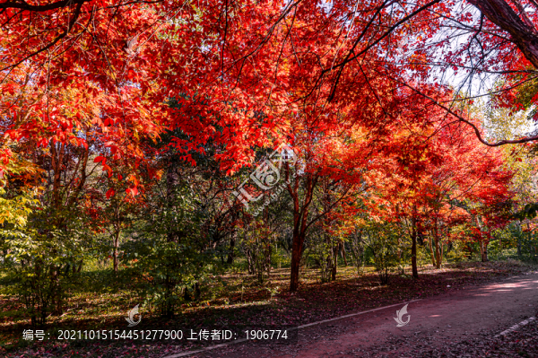 秋季的中國(guó)長(zhǎng)春南湖公園紅葉風(fēng)景