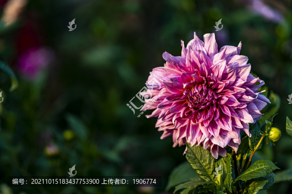 秋天里盛開(kāi)的菊花