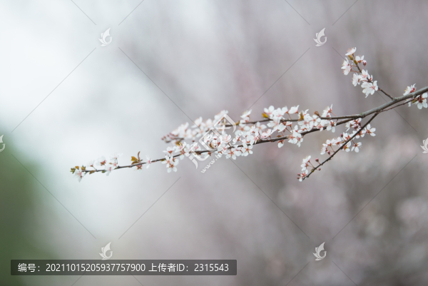 李花素材