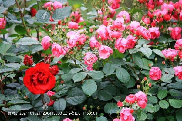 月季花