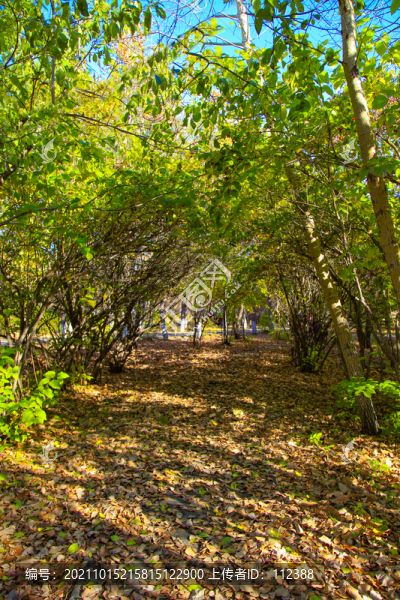 自然風(fēng)光松樹林五花山色秋天景色