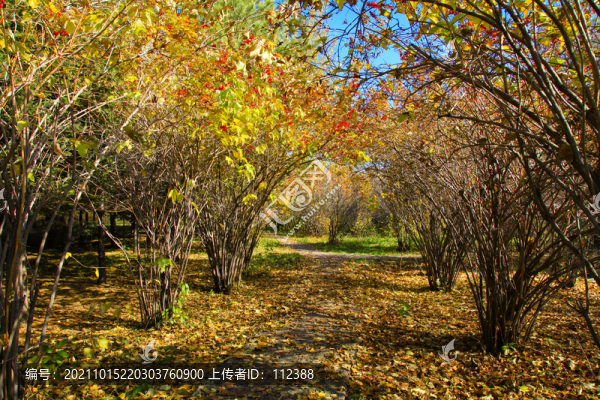 自然風(fēng)光松樹林五花山色秋天景色