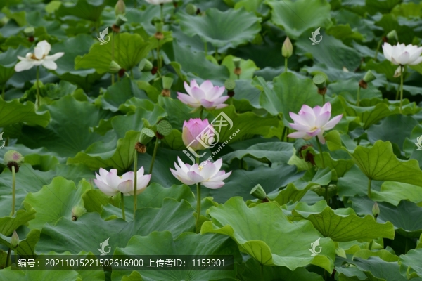 荷花