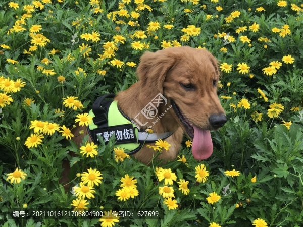 金毛寵物犬