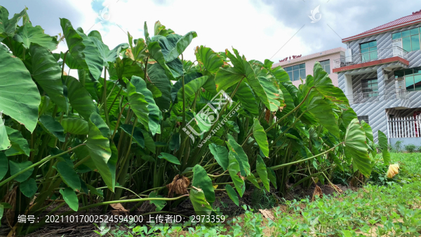 實(shí)拍菜園里的芋頭苗