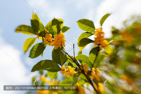 桂花