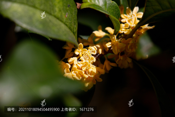 桂花