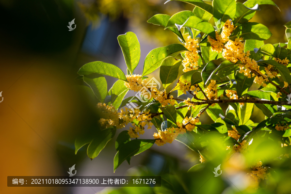 桂花