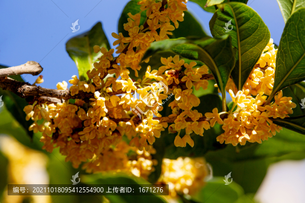 桂花