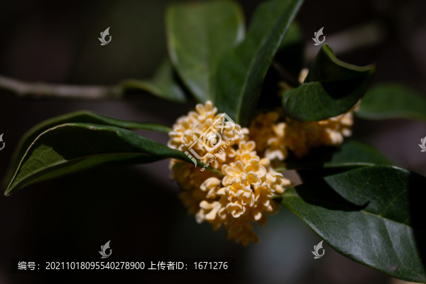 桂花