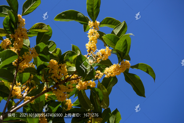 桂花