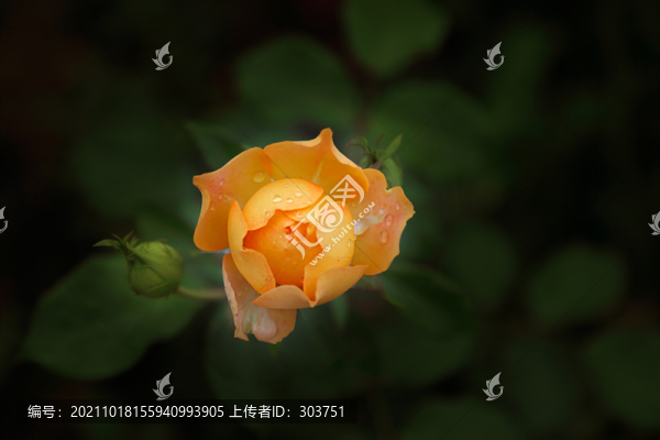 月季
