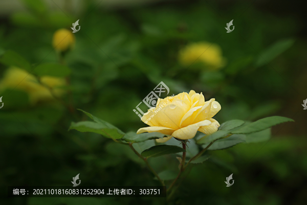 月季